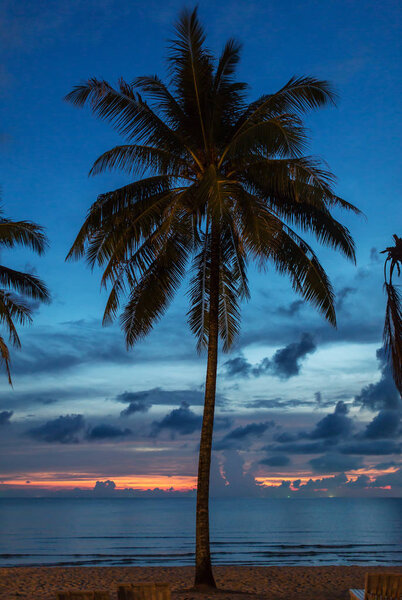 Palm tree silhouette at the sunset, Thailand