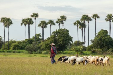 Bagan, Myanmar - 12 Ekim 2016: Keçi sürüsü alan Burma Burma herder açar