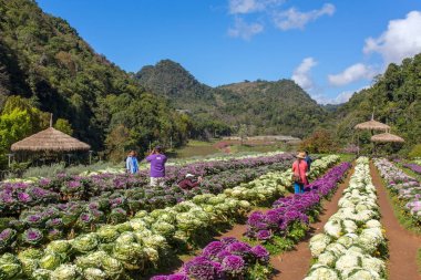 Angkhang, Tayland - 13 Ocak 2017: tanımlanamayan Tay insanlar Doi Ang Khang Ulusal Park, Kuzey Tayland fotoğrafları lahana sahada yapma.