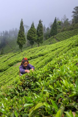 Sikkim, India - 21 Nisan 2017: Sikkim bölgesinde, Hindistan çay plantasyon taze çay yapraklarından Kızılderili kadın alıyor