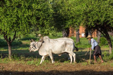 Bagan, Maynmar - 11 Ekim 2016: bir kağnı Bagan, Myanmar gündoğumu sırasında sürüş tanımlanamayan Birmanya çiftçi.
