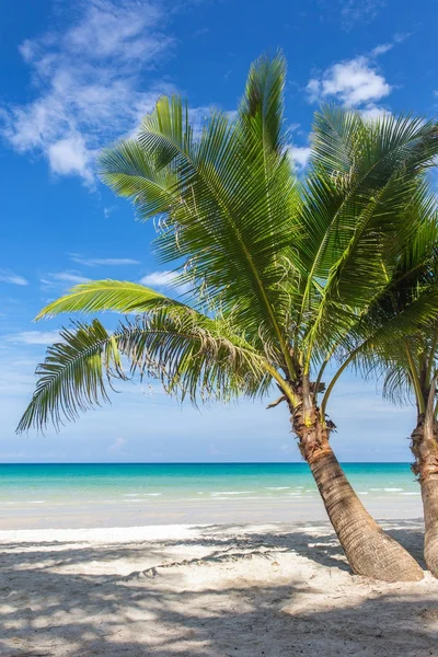 Palmen Wunderschönen Tropischen Strand Auf Der Insel Koh Kood Thailand — Stockfoto