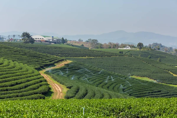 Mae Chan Tea Plantations Northern Thailand — Stock Photo, Image