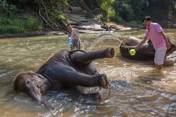 Chiang Mai February 2017 Baby Elephant Bathing River Chiang Mai — Stock Photo, Image