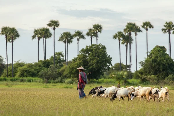 Bagan Myanmar October 2016 Burmese Herder Leads Goat Herd Field — Stock Photo, Image