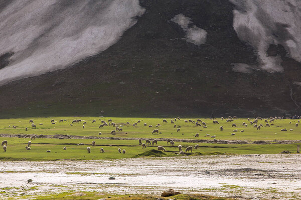 Flock of sheep eating grass at a valley in Ladakh, India