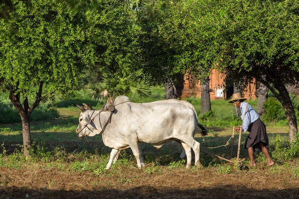 Bagan Maynmar October 2016 Unidentified Burmese Farmer Driving Oxcart Sunrise — Stock Photo, Image