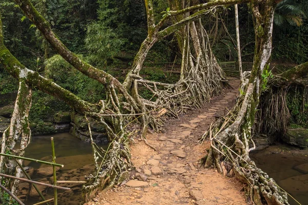 Lebendige Wurzelbrücke Der Nähe Des Dorfes Riwai Cherrapunjee Meghalaya Indien — Stockfoto