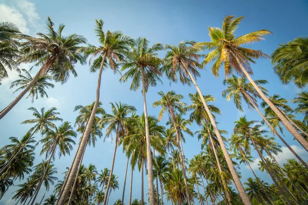 Palmiye Ağaçları Tayland Koh Kood Adada Mavi Gökyüzü Karşı — Stok fotoğraf