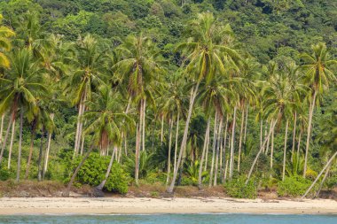 Koh Chang Adası Tayland güzel tropikal plajda palmiye ağaçları