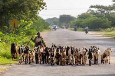 Bagan, Myanmar - 12 Ekim 2016: Keçi sürüsü alan Burma Burma herder açar