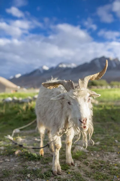 Hermoso Retrato Cabra Blanca Pasto Región Ladakh India —  Fotos de Stock