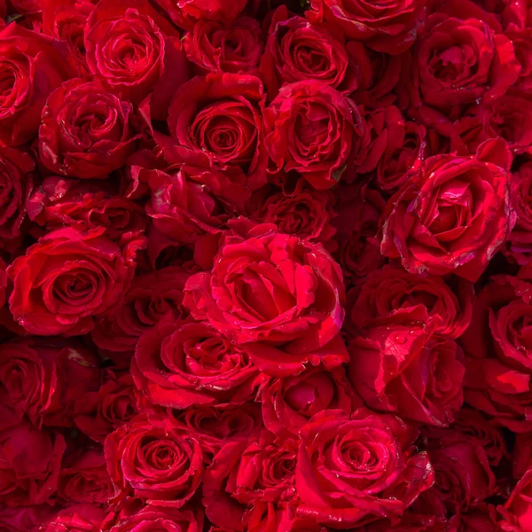 Beautiful Red Roses Rain Drops — Stock Photo, Image