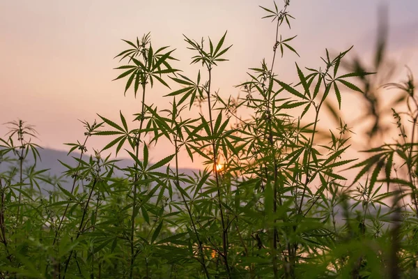 Piante Marijuana Foglie Durante Tramonto Nel Nord Dell India — Foto Stock