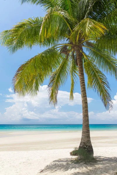 Palmy Pięknej Tropikalnej Plaży Wyspie Koh Kood Tajlandii — Zdjęcie stockowe