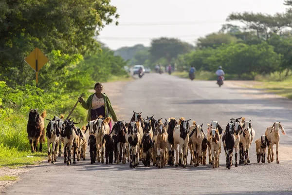 Bagan Myanmar October 2016 Burmese Herder Leads Goat Herd Field — Stock Photo, Image