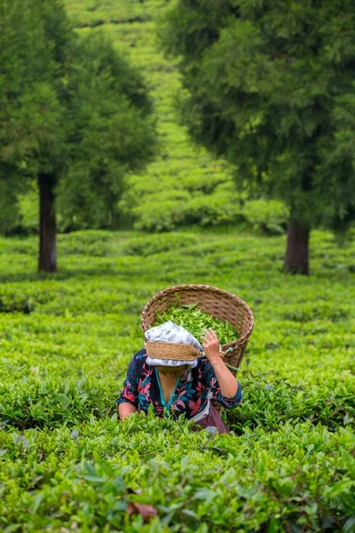 Sikkim Índia Abril 2017 Mulher Indiana Está Pegando Folhas Chá — Fotografia de Stock