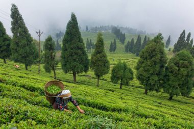 Sikkim, India - 21 Nisan 2017: Kızılderili kadın taze çay toplama plantasyondan bırakır