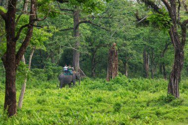 Jaldapara fil safari Jaldapara Milli Parkı, Hindistan