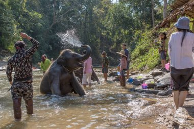 Chiang Mai - 3 Şubat 2017: Chiang Mai, Tayland yakınındaki nehirde Yüzme bebek fil