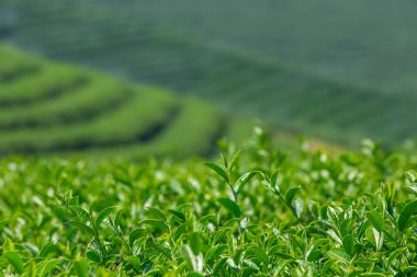 Kuzey Tayland Mae Chan tarlaları yeşil çay yaprakları, yakın çekim