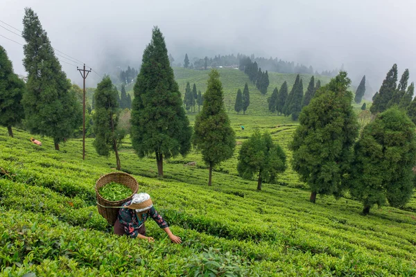 Sikkim Índia Abril 2017 Mulher Indiana Pegando Folhas Chá Frescas — Fotografia de Stock