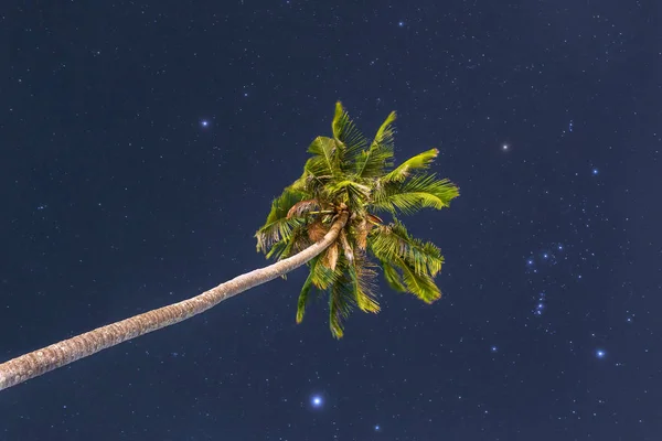 Palmeira Verde Contra Céu Noturno Com Estrelas — Fotografia de Stock