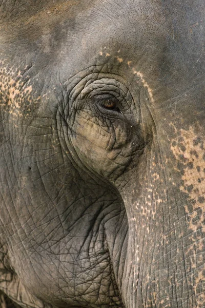 Närbild Bild Elefanter Öga Ögonfransar Rynkor Och Ansikte Tas Jaldapara — Stockfoto
