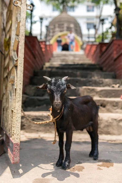 Svatá Obětní Kozel Čeká Vchodu Hinduistické Kamakhya Chrám Guwahati Assam — Stock fotografie