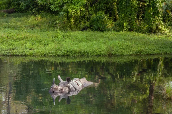 Rinoceronte Selvatico Che Bagno Nel Fiume Nel Parco Nazionale Jaldapara — Foto Stock