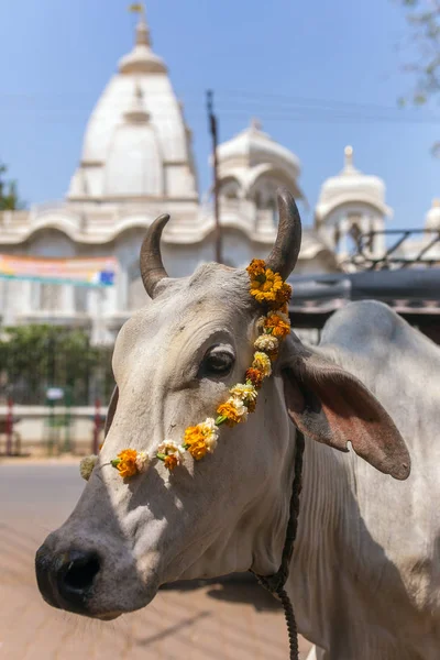 Retrato Una Vaca Con Templo Sri Krishna Balaram Fondo Vaca — Foto de Stock
