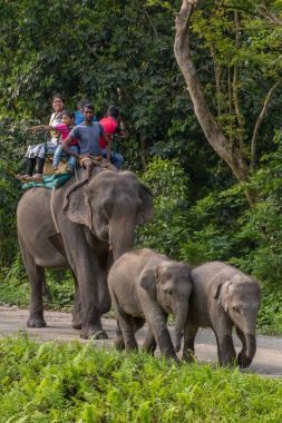 Jaldapara, Hindistan - 5 Mayıs 2017: Anne ile iki bebek fil safari Jaldapara Milli Parkı, Assam, Hindistan'da sırasında Hintli turist grup taşımak.