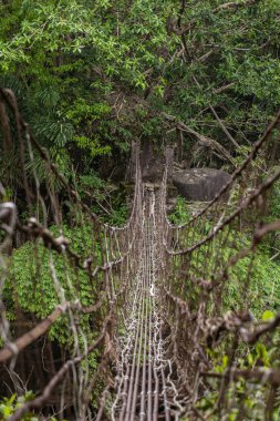 Yaşam Köprüsü yakınlarında Nongriat Köyü, Cherrapunjee,: Meghalaya, India kökleri. Bu köprü Ağaç kökleri birlikte örgü yılda eğitim tarafından oluşturulmuş.