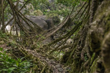 Yaşam Köprüsü yakınlarında Nongriat Köyü, Cherrapunjee,: Meghalaya, India kökleri. Bu köprü Ağaç kökleri birlikte örgü yılda eğitim tarafından oluşturulmuş.