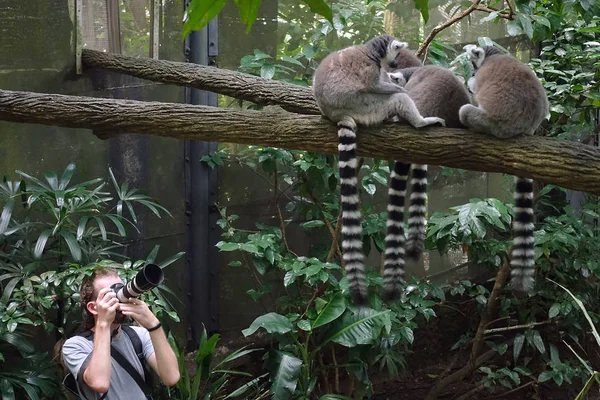 Fotógrafo Haciendo Foto Lémures Cola Anillada Lemur Catta Zoológico Singapur —  Fotos de Stock