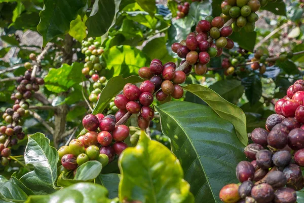Coffee Beans Ripening Tree Close View — Stock Photo, Image