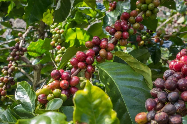 Koffiebonen Rijping Een Boom Vergrote Weergave — Stockfoto