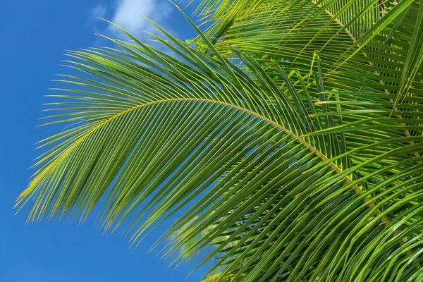 Palm Tree Listy Close Pozadí — Stock fotografie
