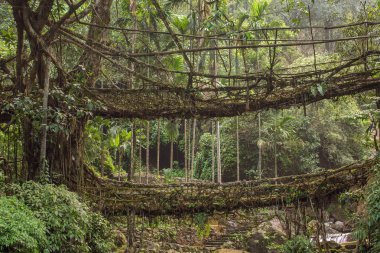 Yaşam Köprüsü yakınlarında Nongriat Köyü, Cherrapunjee,: Meghalaya, India kökleri. Bu köprü Ağaç kökleri birlikte örgü yılda eğitim tarafından oluşturulmuş.