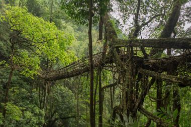 Yaşam Köprüsü yakınlarında Nongriat Köyü, Cherrapunjee,: Meghalaya, India kökleri. Bu köprü Ağaç kökleri birlikte örgü yılda eğitim tarafından oluşturulmuş.