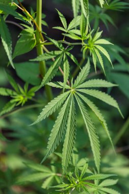Marijuana bitkisi görünümü yakın bırakır