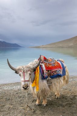 Himalaya Yak Pangong Gölü Ladakh, Hindistan