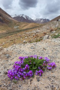 Hint Himalayalar, Ladakh bölge, Hindistan rocky dağlarında açan güzel mor çiçekler yakından görmek