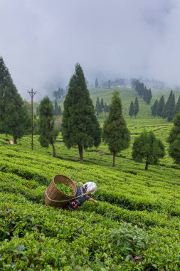 Sikkim, India - 21 Nisan 2017: Sikkim bölgesinde, Hindistan çay plantasyon taze çay yapraklarından Kızılderili kadın alıyor