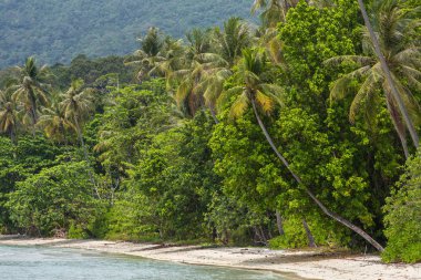 Koh Chang Adası Tayland güzel boş tropik sahilde palmiye ağaçlarının