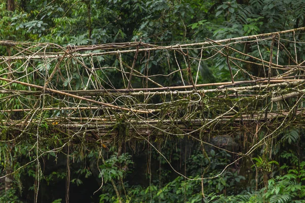 Yaşam Köprüsü Yakınlarında Nongriat Köyü Cherrapunjee Meghalaya India Kökleri Köprü — Stok fotoğraf