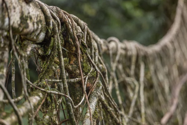 Yaşam Köprüsü yakınlarında Nongriat Köyü, Cherrapunjee,: Meghalaya, India kökleri. Bu köprü Ağaç kökleri birlikte örgü yılda eğitim tarafından oluşturulmuş.