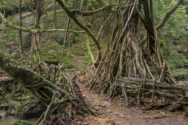 Puente Raíces Vivas Cerca Aldea Riwai Cherrapunjee Meghalaya India Este —  Fotos de Stock