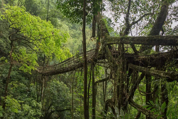 Διαβίωσης Ρίζες Γέφυρα Κοντά Στο Χωριό Nongriat Cherrapunjee Meghalaya Ινδία — Φωτογραφία Αρχείου