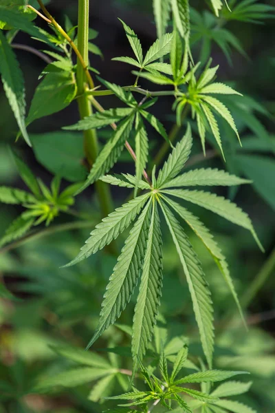 Marijuana Växt Blad Närbild Visa — Stockfoto